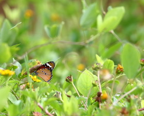 close up beautiful butterfly in fresh nature