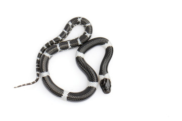 Image of little snake (Lycodon laoensis) on white background., Reptile,. Animals