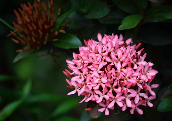 beautiful pink spike flower fresh in natural