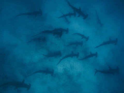 School Of Scalloped Hammerhead Sharks Swimming Over A Sandy Ocean Floor, Galapagos Islands, Ecuador