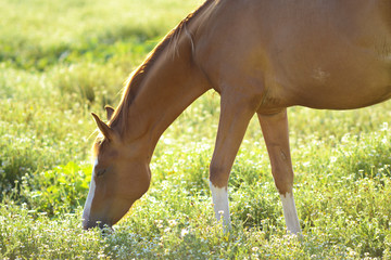 cavallo © asferico