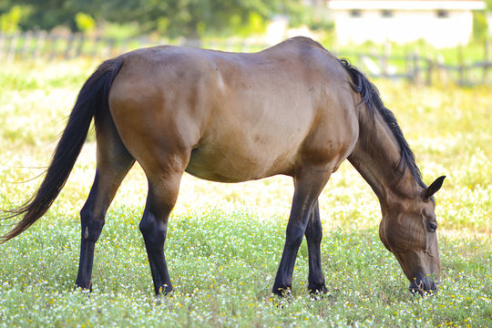 cavallo