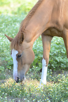 cavallo che bruca