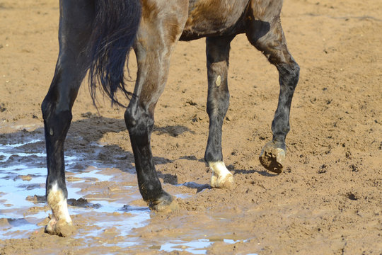 cavallo