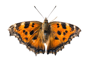 Butterfly yellow legged tortoiseshell