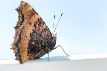 Butterfly yellow legged tortoiseshell sits on window