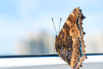 Butterfly yellow legged tortoiseshell sits on window