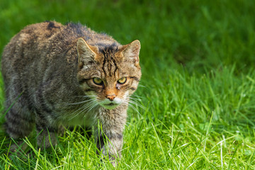 Scottish Wildcat © chris2766