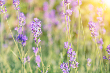 Lavender violet flowers on field