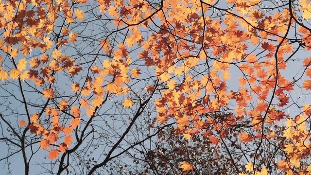 木漏れ日の森 紅葉 １１４ 晩秋のもみじ かえで