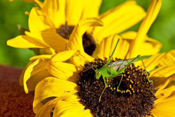 Grassopher on sunflower, macro