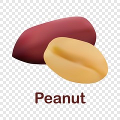 Peanut icon. Realistic illustration of peanut vector icon for on transparent background