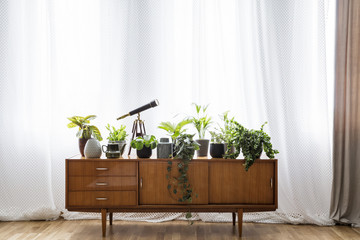 Real photo of a wooden cupboard with plants, pot and telescope standing in empty room interior with curtains behind it