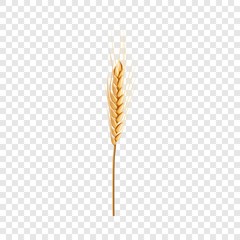 Natural wheat icon. Realistic illustration of natural wheat vector icon for on transparent background - obrazy, fototapety, plakaty