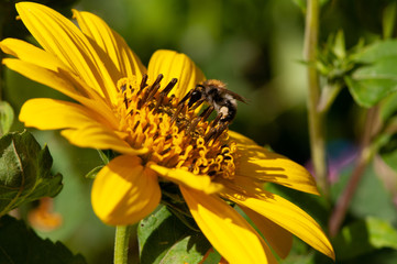 Hummel auf Sonnenblume