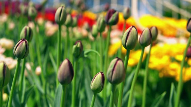 Tight burgeons of purple flowers. Spring garden with bokeh effect