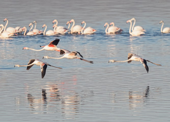 Greater Flamingo Flyby