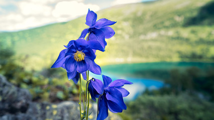 Gentian gusset blue flower in the mountains on the lake background