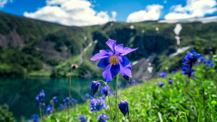 Gentian gusset blue flower in the mountains on the background of mountains and lake