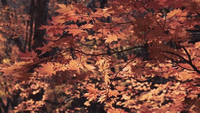 木漏れ日の森 紅葉 １１８ 晩秋のもみじ かえで