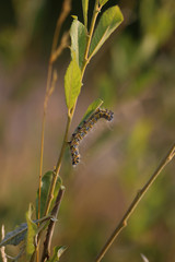 chenille sur feuillage 