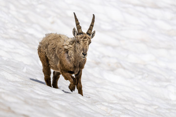 Switzerland, Ticino, alpine ibex, Capra ibex