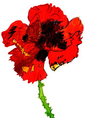 red poppy watercolor