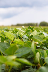 Soy leaves on blue sky background