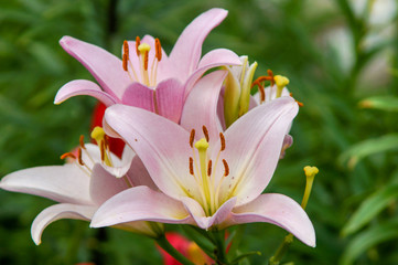 Fototapeta premium Delicate pink