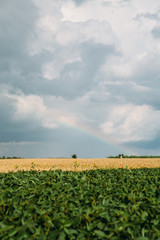 Fototapeta na wymiar field of soybeans on blue sky background