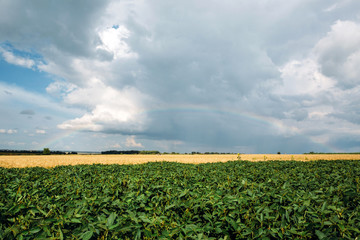 Fototapeta na wymiar field of soybeans on blue sky background