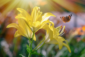 Beautiful yellow lily flower spring summer and flying butterfly on a green background. Natural artistic image, macro.