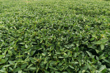 Fototapeta na wymiar soybean leaves on the field