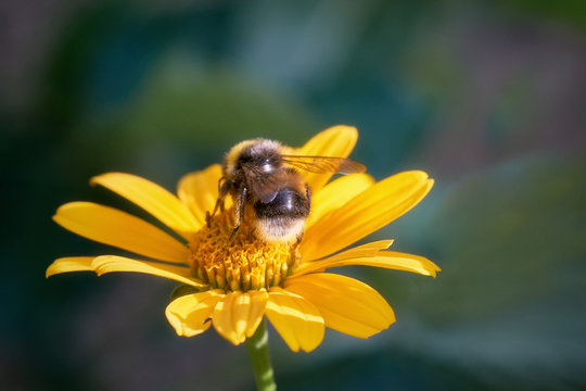 Bumblebee close-up on a beautiful yellow flower, macro, natural image