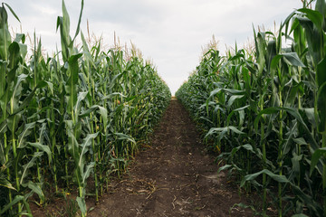 field of green corn