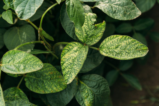 soybean leaves with soybean diseases