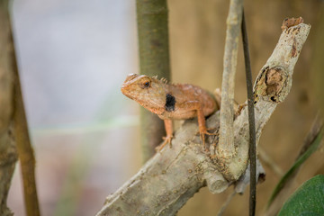 Chameleon in Thailand