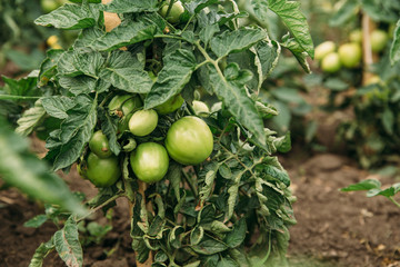 Fototapeta premium Green tomatoes on beds against sky background
