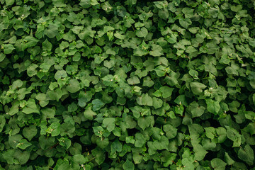 Obraz premium buckwheat flower against the background of green leaf