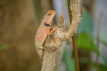Chameleon in Thailand