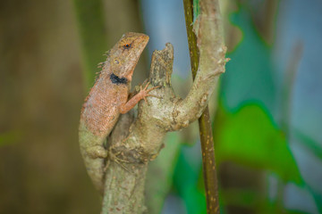 Chameleon in Thailand