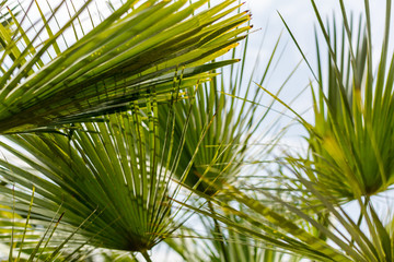 Obraz na płótnie Canvas Tropical background with palm leaves against blue sky. Tropical tree background concept.