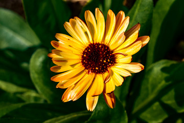 Sunflower Close-Up View