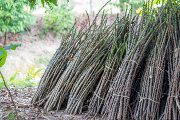 Fresh Cassava texture 