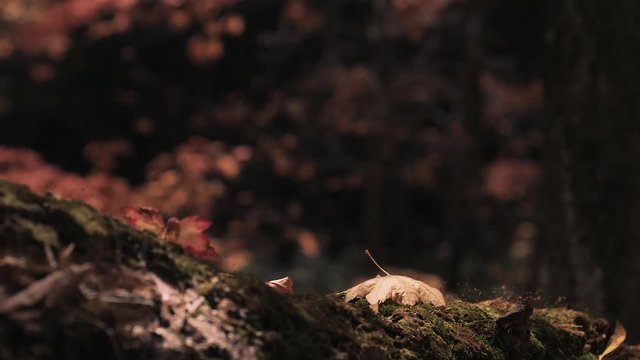木漏れ日の森 紅葉 １２３ 晩秋のもみじ かえで