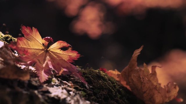 木漏れ日の森 紅葉 １２４ 晩秋のもみじ かえで