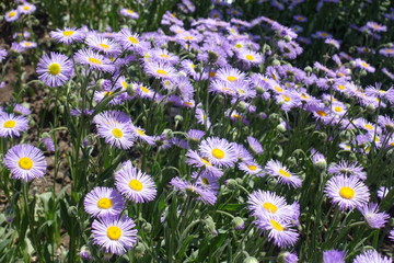 Closeup of violet flowers of aspen fleabane