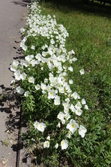 Row of flowering white Mexican primroses in May