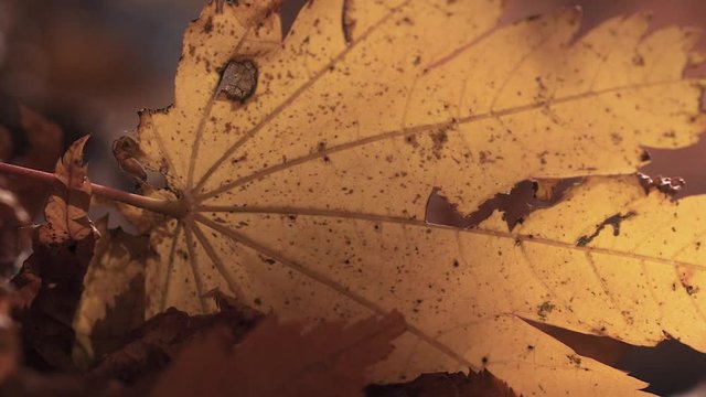木漏れ日の森 紅葉 １２８ 晩秋のもみじ かえで