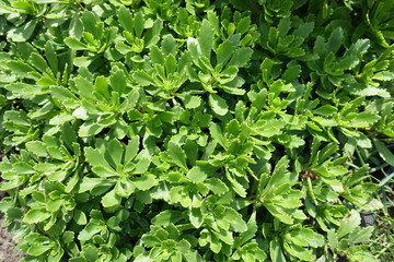 Lush bright green leaves of Sedum kamtschaticum